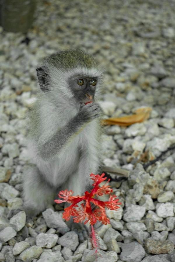 Daniel Zanzibar Hotel นูงวี ภายนอก รูปภาพ
